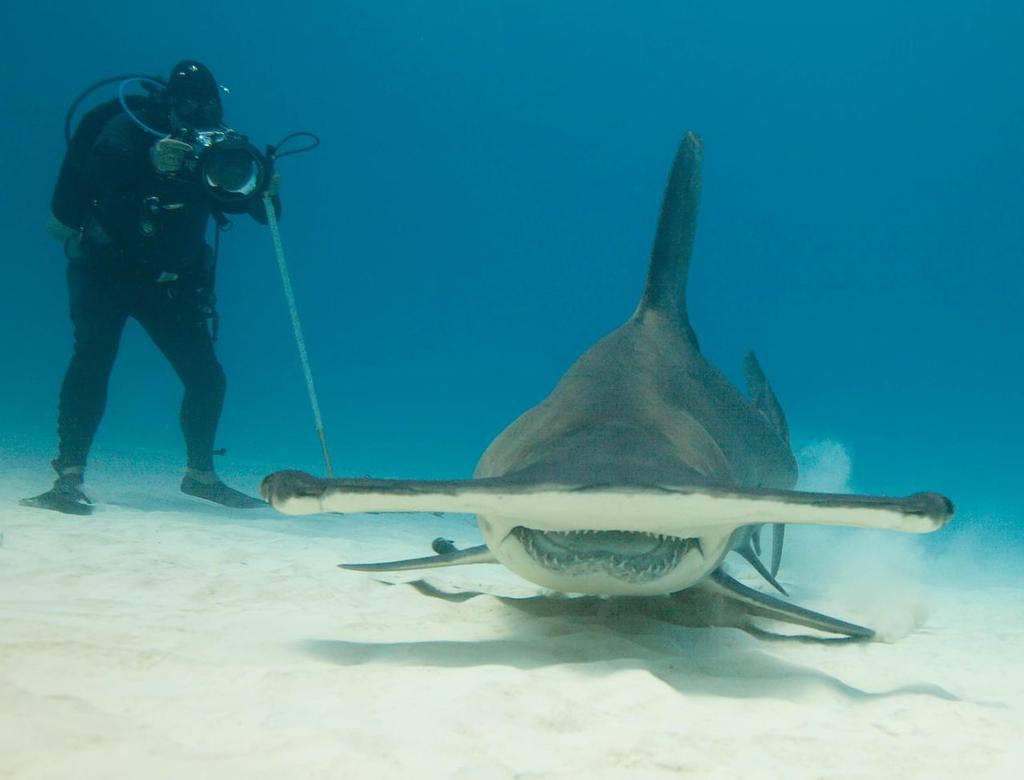 Great Hammerhead Shark © Greg Mooney